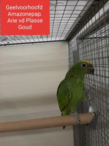 adrie vd plasse 